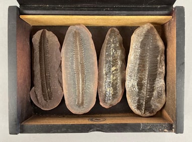 Group of Fern Fossils