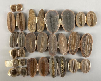 Group of Fern Fossils