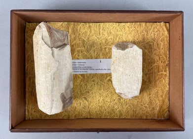 Group of 2 Whale Bone Fossils