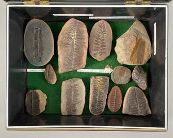 Group of Pecopteris Leaf Fossils