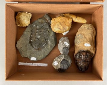 Group of Trilobite Fossils