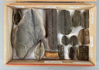 Group of Pennsylvanian Plant Fossils