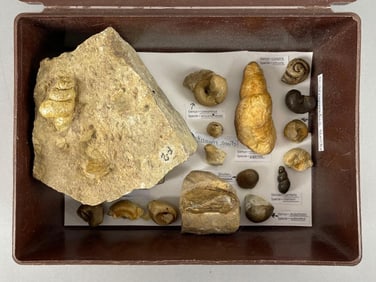 Group of Snail Fossils