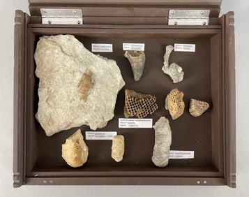 Group of Coral Fossils