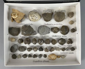 Group of Brachiopod Fossils