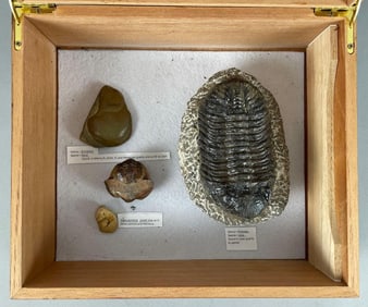 Group of Arthropod Fossils