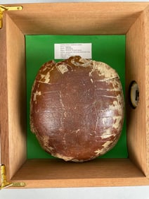 Badlands Tortoise Fossil