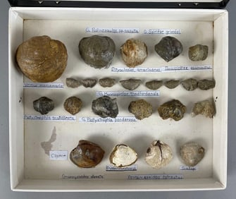 Group of Brachiopod Fossils