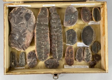 Group of Forest Leaf Fossils