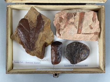 Group of Mesozoic Plant Fossils