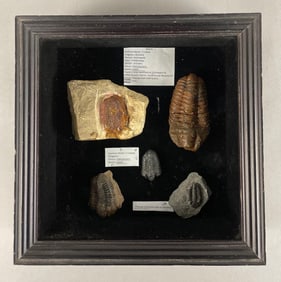 Group of Trilobite Fossils