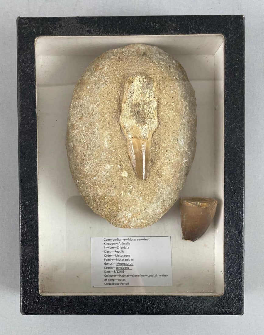 Group of 2 Mosasaurus Teeth Fossils: Case measures 8 1/2" x 6 1/2" x 2 1/4"