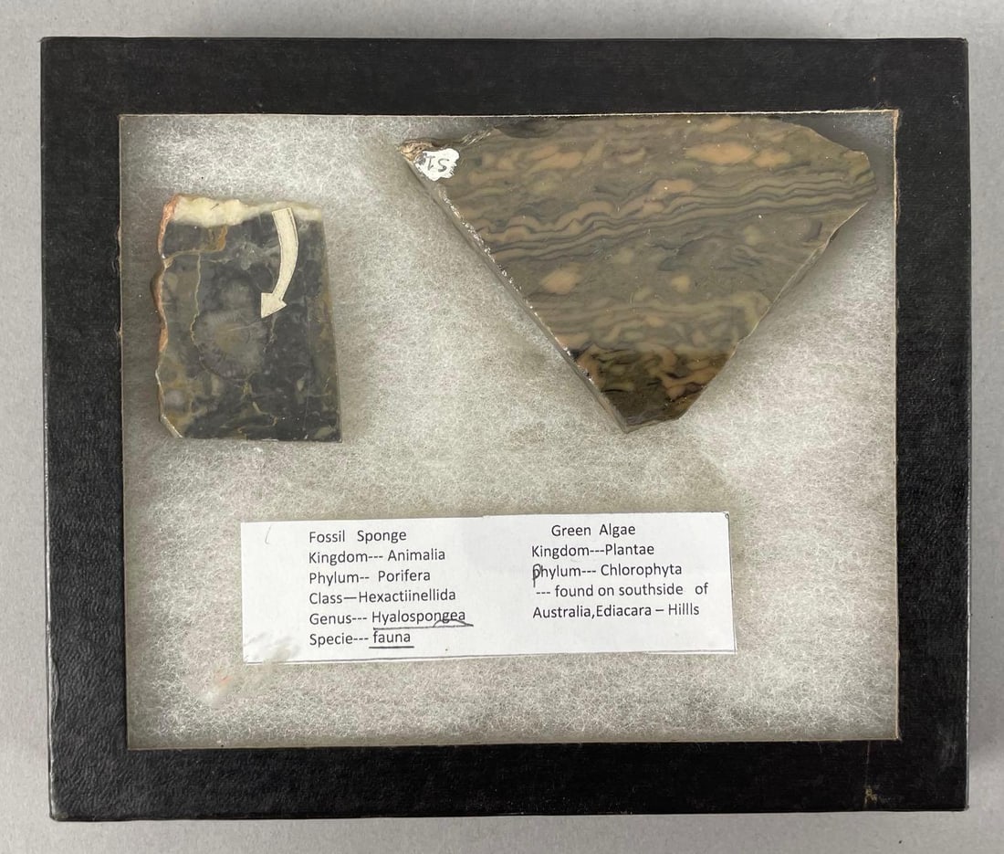Group of 2 Fossils: Includes sponge and green algae, riker case measures 5 1/4" x 6 1/4"