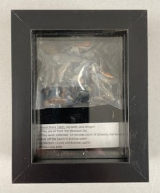 Group of Shark Teeth Fossils