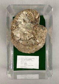 Quahog Oyster Fossil