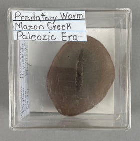 Anasillosus Predatory Worm Fossil