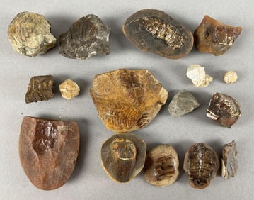 Group of Fossils
