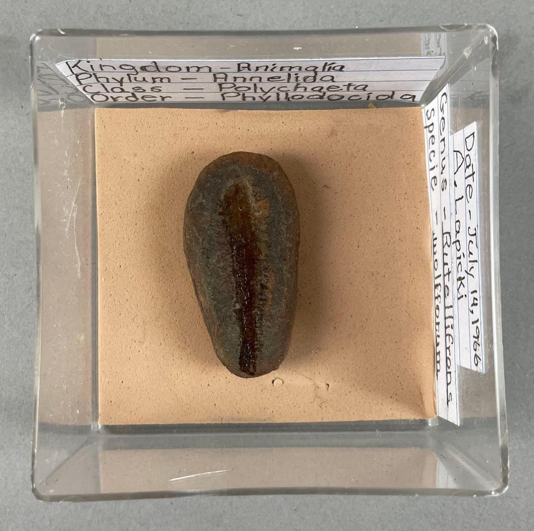 Paleozoic Worm Fossil: Case measures 3 1/4" x 3 1/4" x 1 1/2"