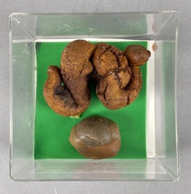Group of 2 Coprolite Fossils