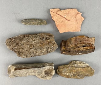 Group of Petrified Tree Bark