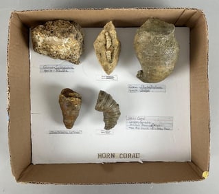 Group of Horn Coral Fossils
