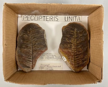 Group of 2 Pecopteris Fern Fossils