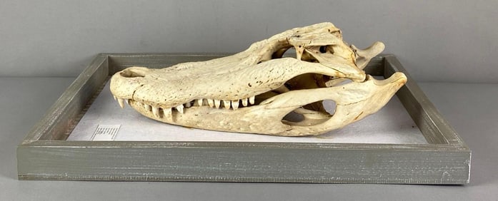 Mounted American Alligator Skull