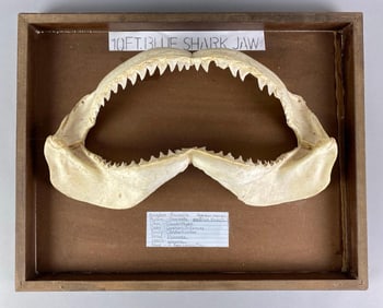 Mounted 10Ft Blue Shark Jaw