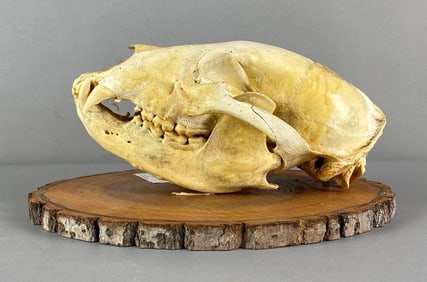 Mounted American Black Bear Skull