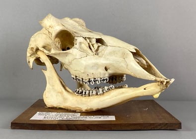 Mounted Buck White Tail Deer Skull