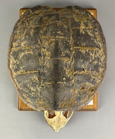 1992 Mounted Common Snapping Turtle