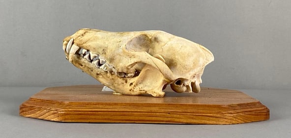Mounted Coyote/Prairie Wolf Skull
