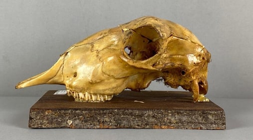 Mounted Sheep Skull