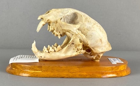 Mounted Lynx Wild Cat Skull