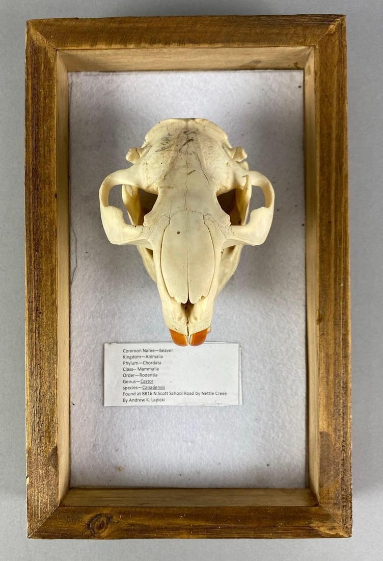 Mounted American Beaver Skull: Measures 4 1/2” H x 6 1/2” D x 10 1/2” D