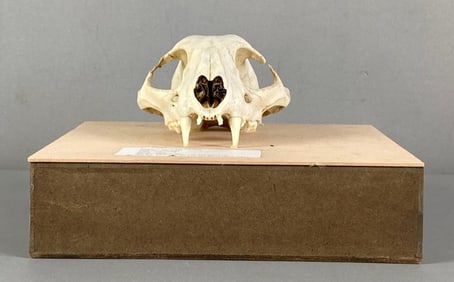 Mounted Canadian Lynx Skull