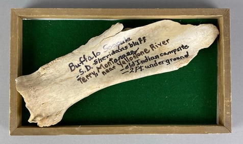 Mounted Buffalo Scapula Bone