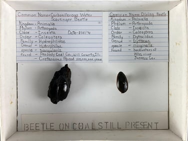 2 Mounted Beatles in Box