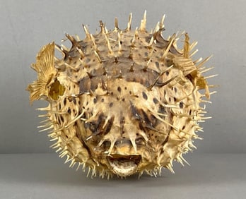 Dried Porcupinefish Taxidermy