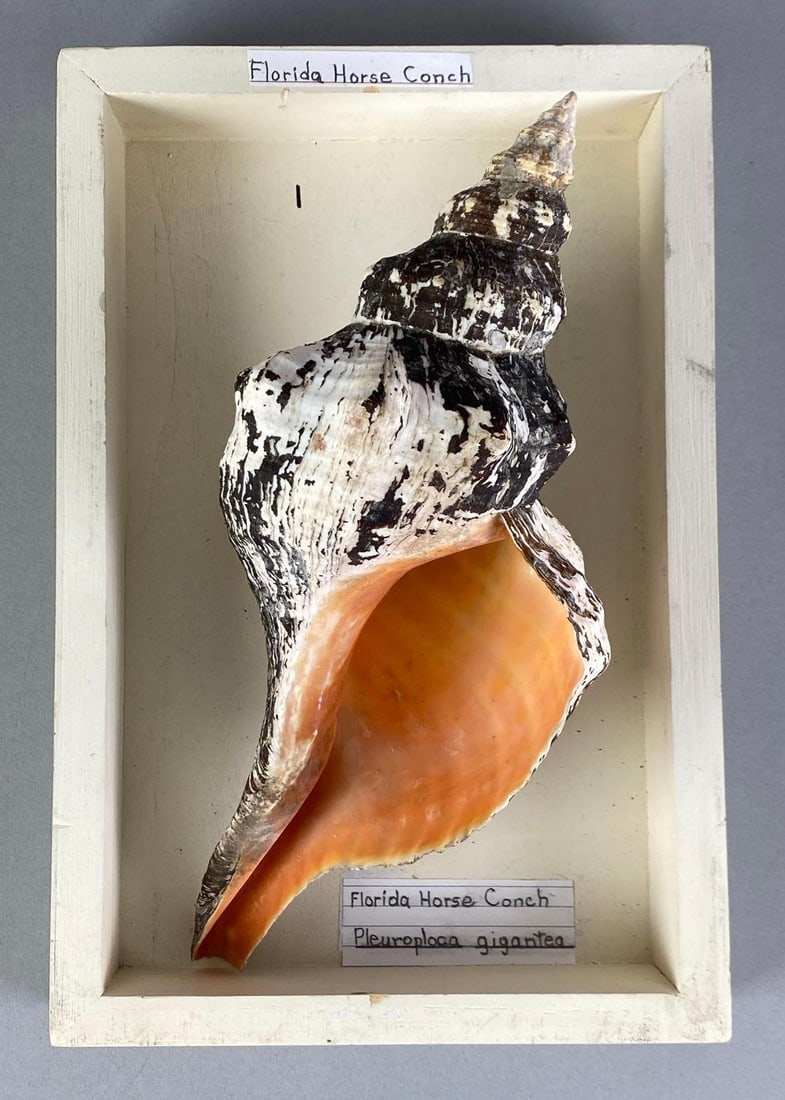 Mounted Florida Horse Conch: Measures 12” H x 8” W x 5” D
