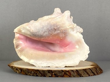 Mounted True Queen Conch