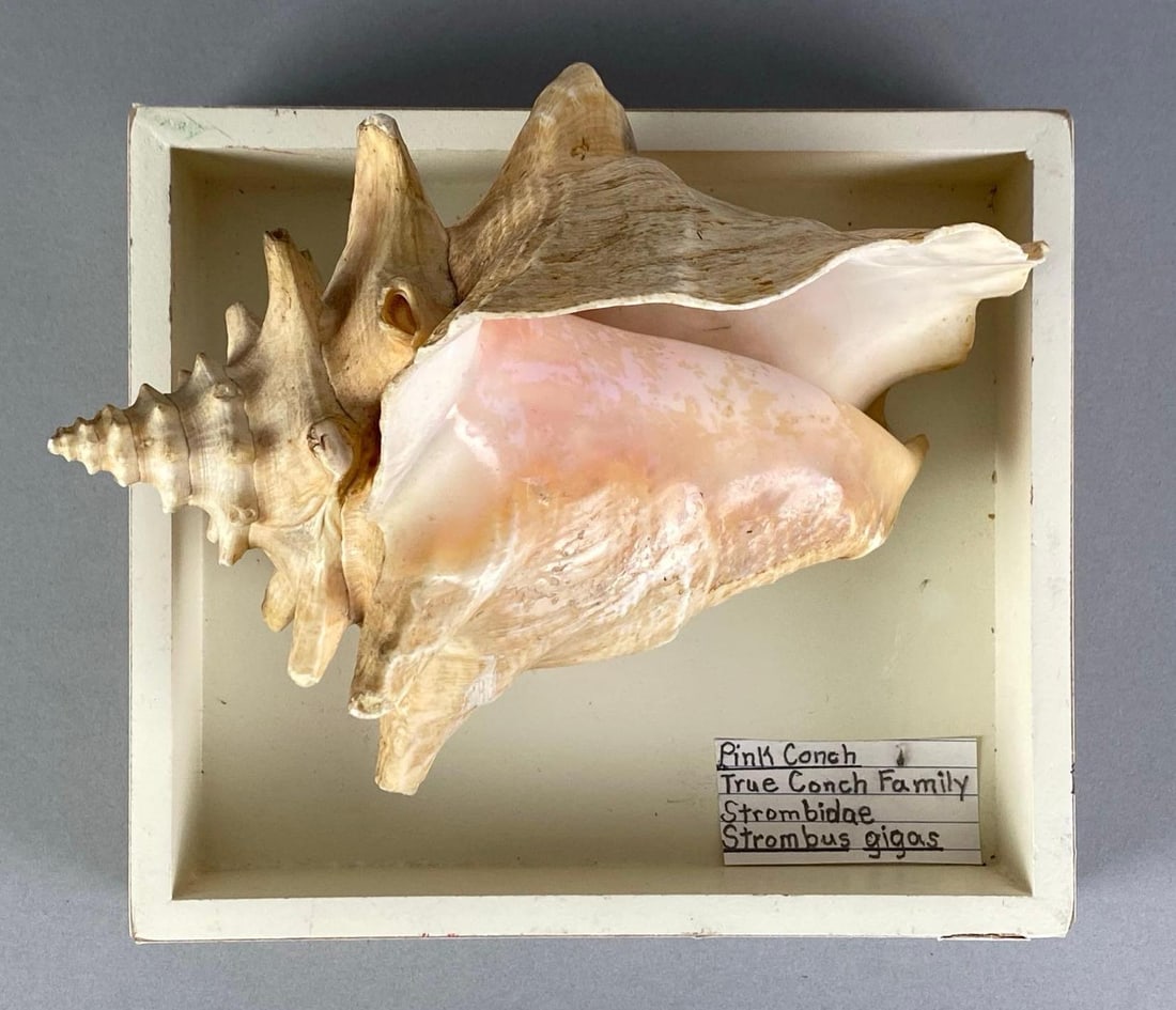 Mounted True Pink Conch Shell: Measures 6 1/2” H x 8” W x 7” D