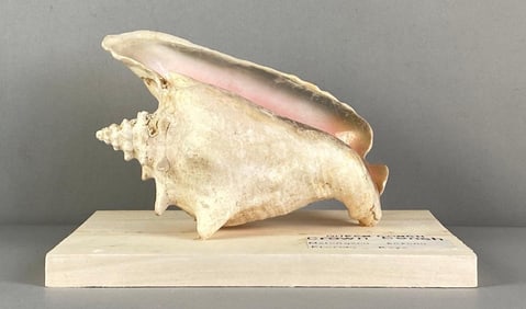 Mounted Crown Queen Conch Shell