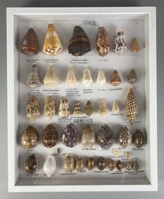 Collection of Mounted Cone Shells