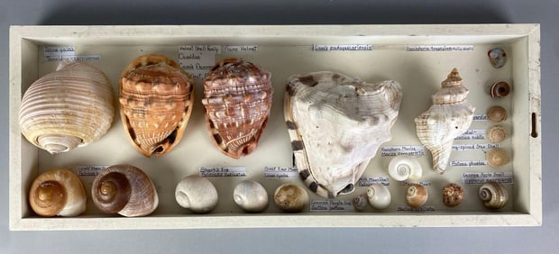 Collection of Mounted Seashells