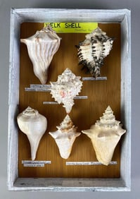Collection of Mounted Welk Shells