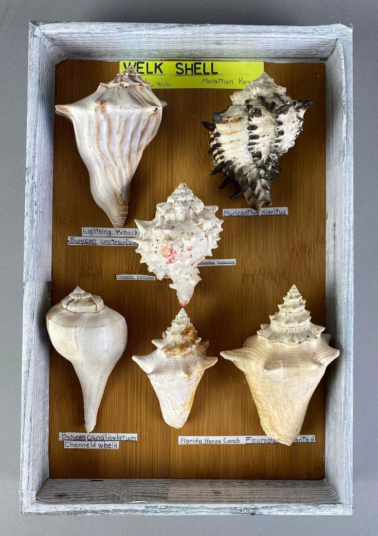 Collection of Mounted Welk Shells: Measures 15” H x 1” W x 5” D