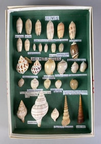 Collection of Mounted Seashells