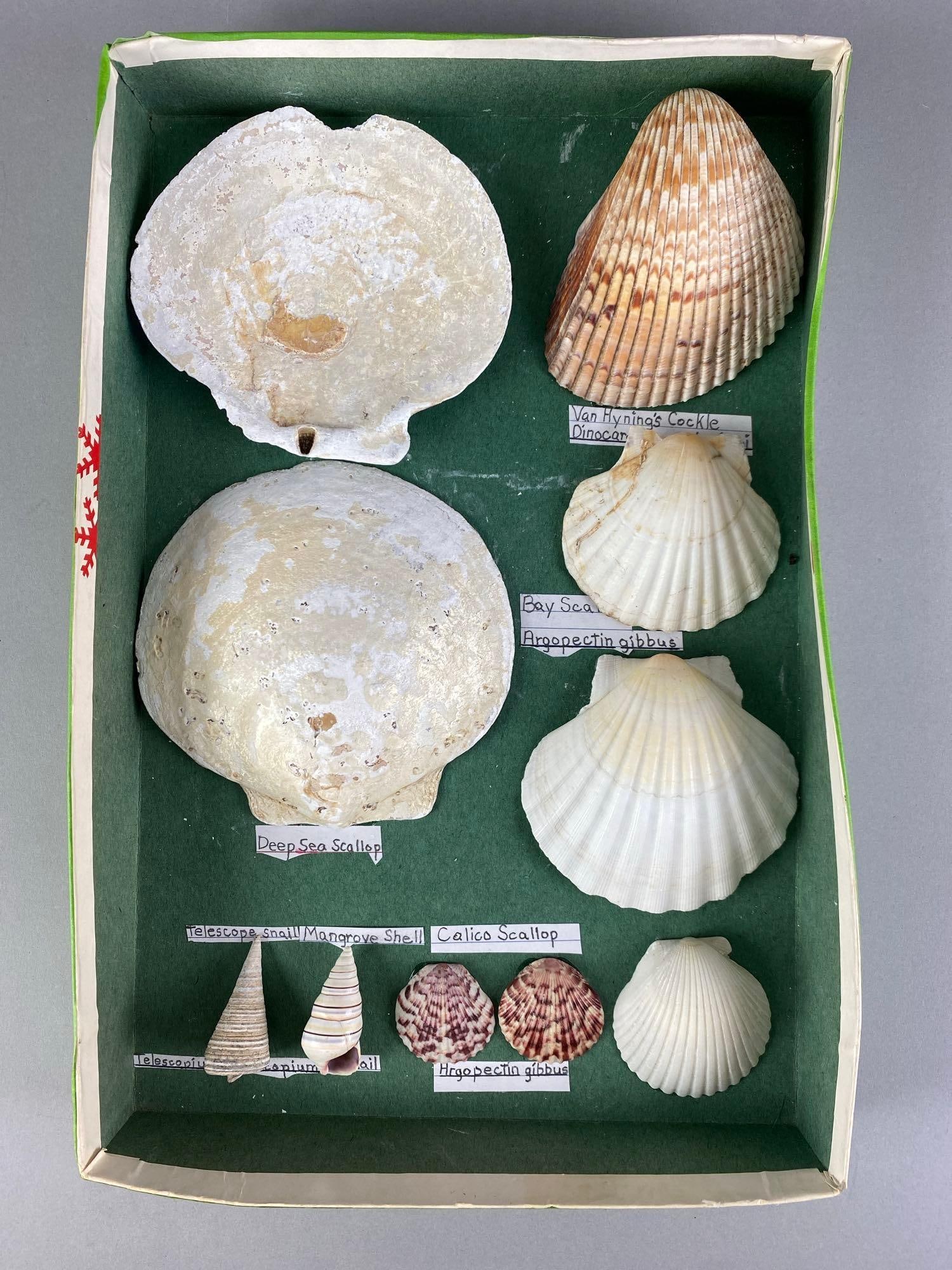 Collection of Mounted Seashells (1 of 3)