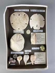 Collection of Mounted Seashells